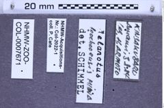 Etikette zu Melanotus loochoensis (Miwa, 1929) (NHMW-ZOO-COL-0007671)